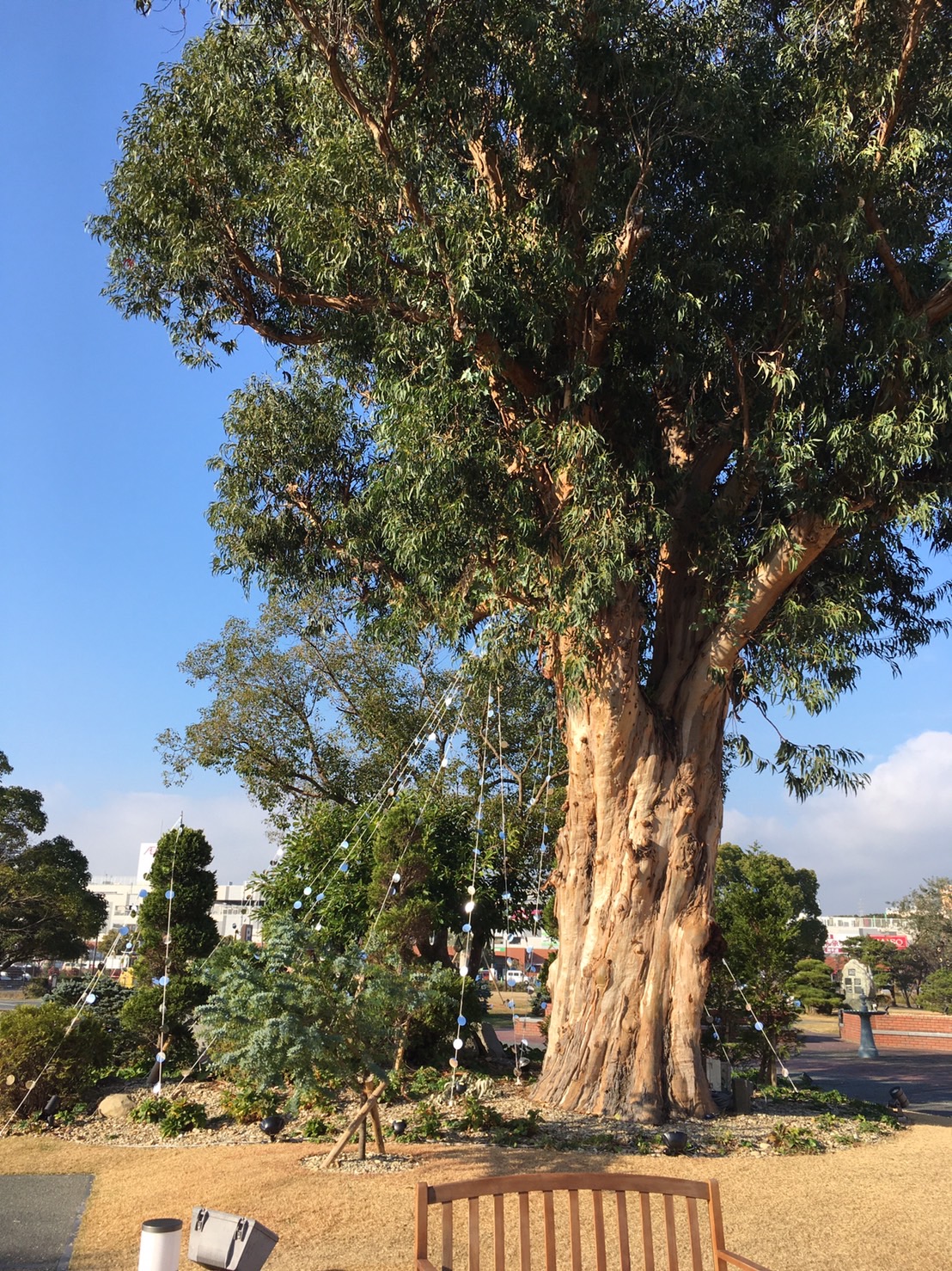 73- 兵庫県洲本市(淡路島）市民広場ユーカリの木